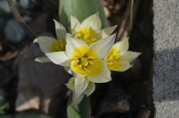 Blooming white and yellow Tulipa jacquesii