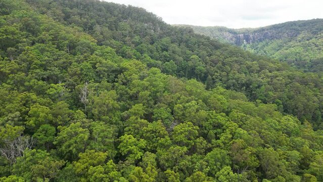 Drone view over forested hills in Springbrook National Park