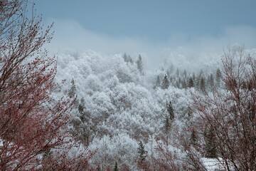 Stunning winter scene of a majestic forest blanketed in a layer of soft white snow