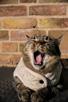 Vertical shot of a feline tabby cat wearing a gray jacket and yawning outdoors