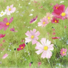 Obraz na płótnie Canvas AI generated illustration of beautiful watercolor pink cosmos flowers on a field