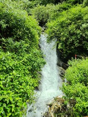 a creek running through a forest filled with lots of green plants