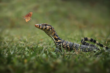 turtle on the grass