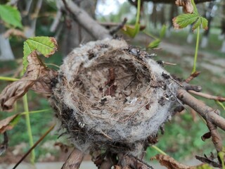 Empty bird's nest on the tree