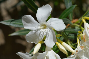 Common oleander white flower