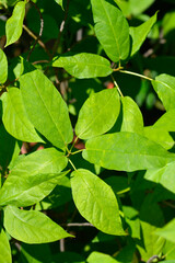 Japanese fig leaves