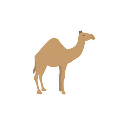 camel