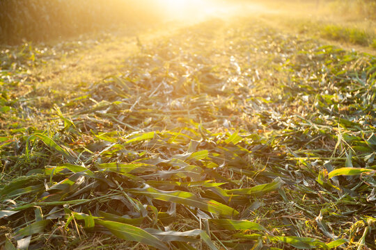 Mown forage crop plant in windrows