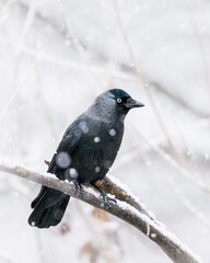 Jackdaw (Coloeus monedula) perched on tree branch with snowflakes snowing. UK
