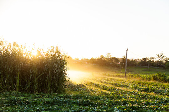 Sun rays and dust at sunset over paddock of forage crop on farm