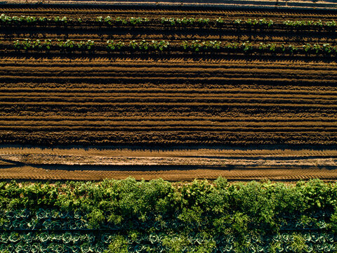 Rows of crops in farm paddock