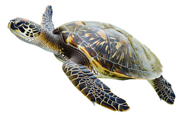 Lone Turtle on Transparent Background, PNG, Generative Ai