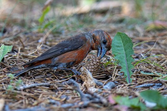 Male red crossbill (Loxia curvirostra) perched on the ground