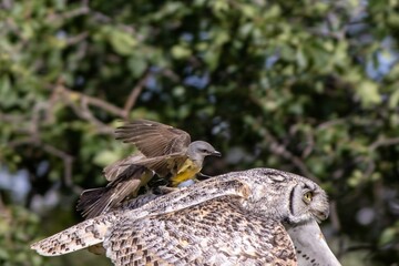 Small bird resting atop the head of a large owl, with its wings outstretched in a spread position