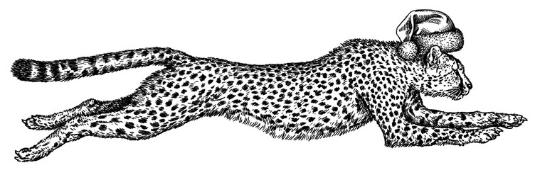 Vintage engraving isolated leopard set panther dressed christmas illustration ink santa costume sketch. Africa wild cat cheetah background jaguar animal silhouette new year hat art. Hand drawn image