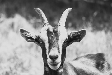 Grayscale of a goat standing in a grassy field, looking at the camera
