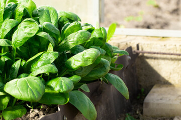 Spinach leaves growing in a garden bed in a greenhouse. Close-up of green leaves of a plant.