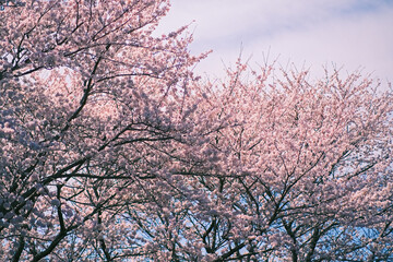 桜と春の空