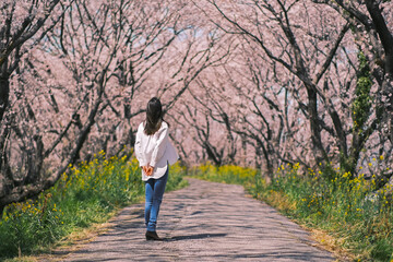 Fototapeta premium 桜を見上げる女性（岐阜県大垣市曽根町 大島堤)