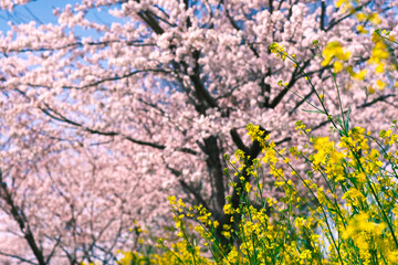 菜の花と桜（岐阜県大垣市曽根町 大島堤)