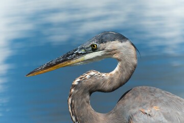 Fototapeta premium Closeup shot of a great blue heron, Ardea herodias against a blue background.