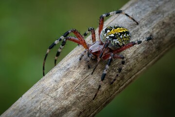 A macro shot of a red and black spider sitting on a wooden post