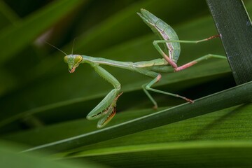 European Mantis (Mantis religiosa) perched atop a lush green foliage