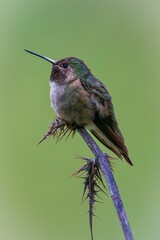 Vibrant close-up of a Broad-tailed Hummingbird (Selasphorus platycercus) against a green background