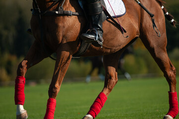 Close up detail of a polo horse with a rider