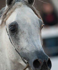 Beautiful arabian horse head close up - 731705843
