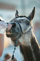 Arabian horse at the show close up - 731705845