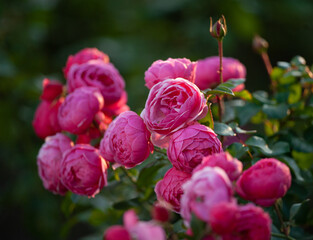 Beautiful bright pink roses in the garden - 731705865