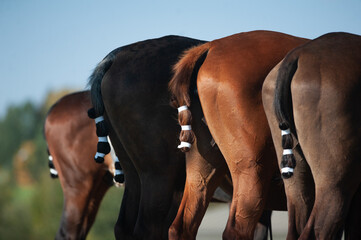 Polo ponies with tails taped close up