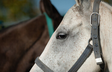 Horse head closeup - 731706064