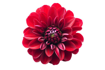 Red Bloomed Flower on Transparent Background, PNG, Generative Ai