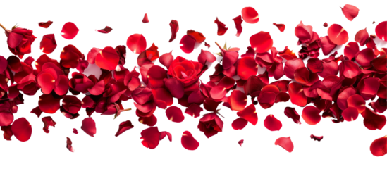 strip of scattered red rose petals, isolated on transparent background