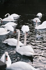 a bunch of swans floating in the water together, looking around