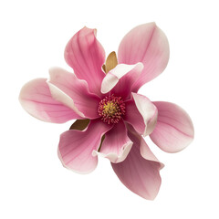 one magnolia flower,isolated on transparent background