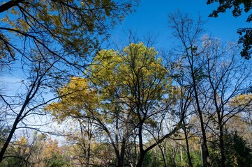 Forest in autumn, featuring bare trees with vibrant green foliage