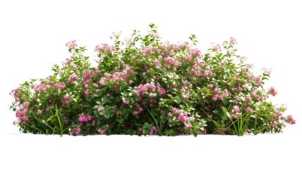 imagine bush of flowers isolated on transparent background