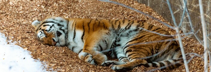 a tiger lying on the ground next to some trees and dirt