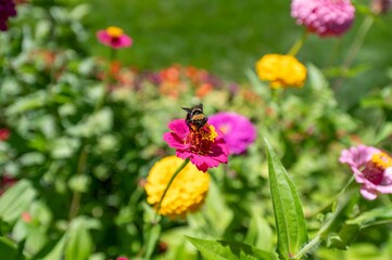 Bumblebee collecting nectar from a purple Zinnia in a garden