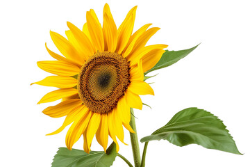 Floral Sunshine's Delight on Transparent Background, PNG, Generative Ai