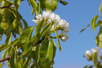 Flowering pear tree.