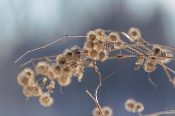 Closeup of a bunch of dried flowers in winter