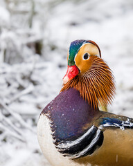 Colourful Mandarin Duck, Aix galericulata, in snow. Resident British bird