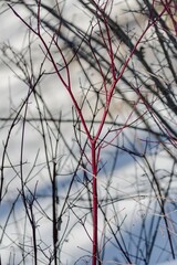 Closeup of barren tree branches against a cloudy sky
