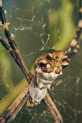 A Spider in its web (Argiope argentata)