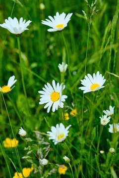 Decorative chamomile with white petals and a yellow core and yellow buttercups on a green meadow. Wildflowers, bloom.