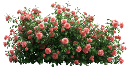 bush of rose flowers on white background